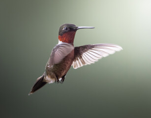 hummingbird in flight