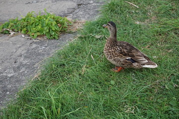 Close up of brown female duck among green grass, selective focus. Pirita, Tallinn, Estonia. August 2022