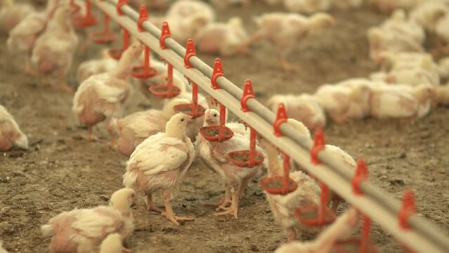 Chicks drink water in chicken farm.
Feeding of broiler chicks, chicken breeding.
