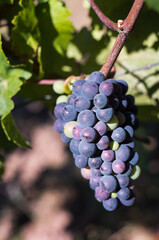 Grapes on the vine. The grapes ripen under the sun. Grapes change color.