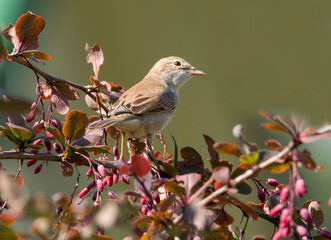 Gray Wren-Warbler (Latin Sylvia communis).
 It is a small mobile bird smaller than a sparrow. The dorsal side is grayish-brown with ash-gray coloration of the head