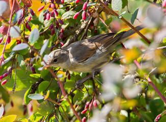 Gray Wren-Warbler (Latin Sylvia communis).
 It is a small mobile bird smaller than a sparrow. The...