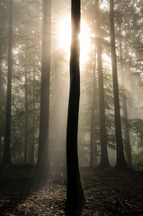 Beautiful morning in the foggy forest
