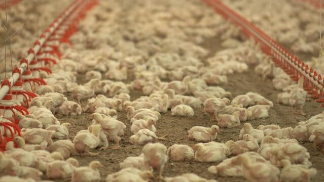 Chicks in the chicken fattening farm.
The view of the chicks in the fattening farm.
