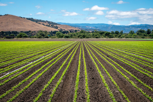 Rows of lettuce crops in the fields of Salinas Valley of central California. This area is a hub of agriculture industry and is known as the "salad bowl" of the world.  Foothills in background.