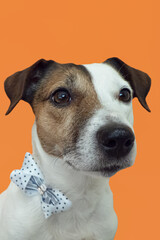Jack Russell terrier. Portrait. Cute purebred dog on an orange background