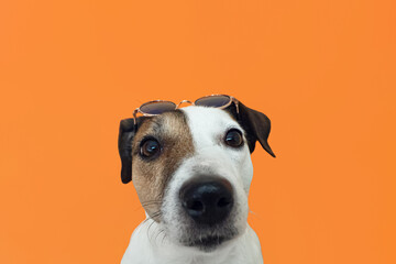 Jack Russell terrier. Thoroughbred dog on an orange background. Copy space