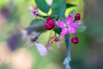 Obraz premium Tree blossom