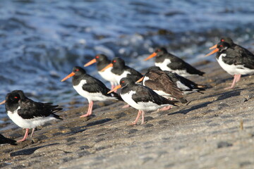 a group oystercatchers is standing at the seawall next to the waterline of the sea with high tide 
