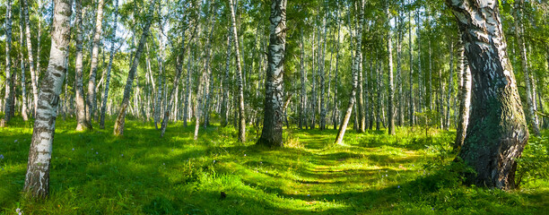 green birch forest glade at sunny summer day, beautiful natural forest scene