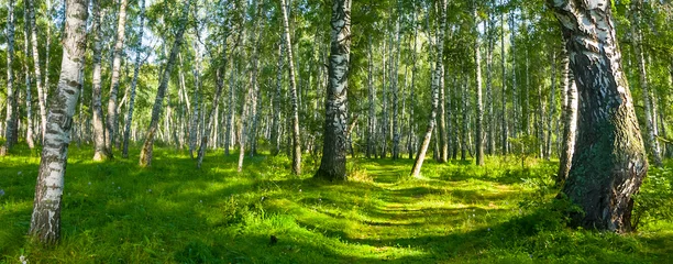 Fotobehang groene berkenbosopen plek op zonnige zomerdag, prachtige natuurlijke bosscène © Yuriy Kulik