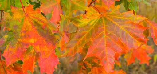 Naklejka na ściany i meble closeup maple tree branch with red leaves, autumn natural background