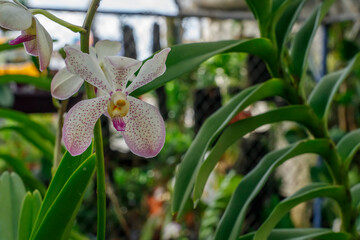 Tropical orchid flower. Solitary inflorescence.