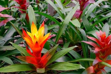 Red - yellow original tropical inflorescence.