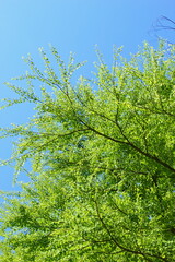 カツラの新緑 青空バック