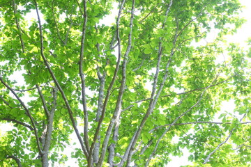 Fototapeta na wymiar 新緑のコブシの木