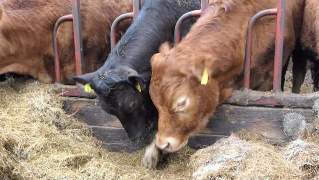 Red and Black Cows eating silage grass through a gate in a Cattle shed 