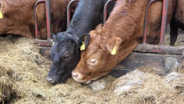 Red and Black Cows eating silage grass through a gate in a Cattle shed 