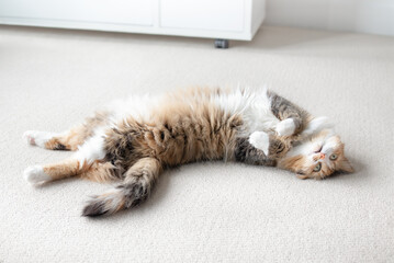 Cute cat lying on back with paws up and looking at camera. Full body of happy calico cat stretched out on the carpet with paws in the air. Long hair female cat. Funny body position. Selective focus.