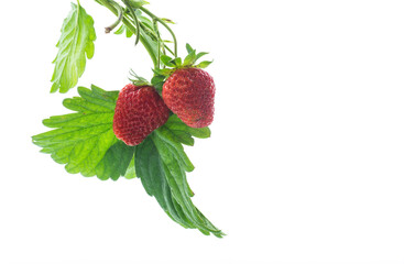 Ripe juicy red strawberry on white background