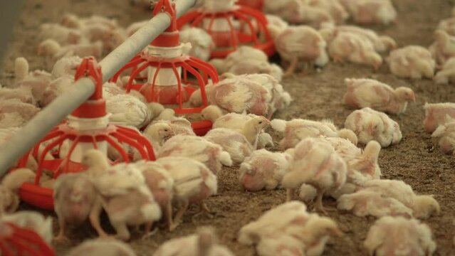 Chicken fattening farm.
Chickens consuming feed.
