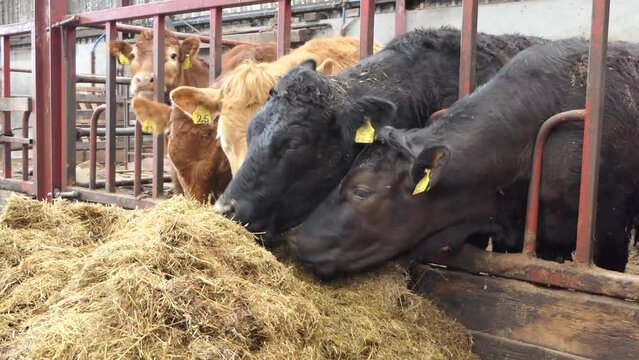 Red and Black Cows eating silage grass through a gate in a Cattle shed 