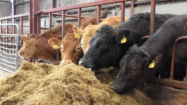 Red and Black Cows eating silage grass through a gate in a Cattle shed 