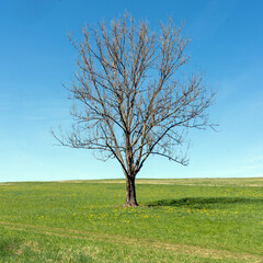 Fototapeta na wymiar Baum einzeln