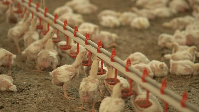 Chicks drink water in chicken farm.
Feeding of broiler chicks, chicken breeding.
