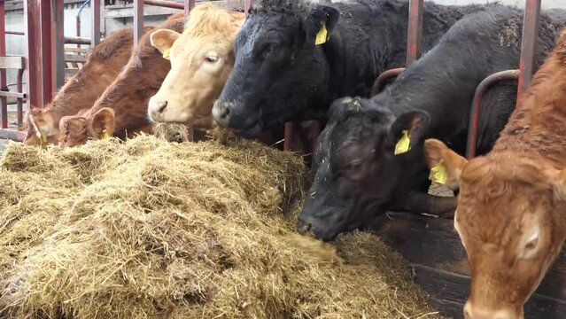 Red and Black Cows eating silage grass through a gate in a Cattle shed 