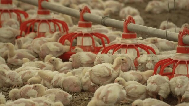 Feeding of broiler chicks, chicken breeding.
Chicks consume feed in bulk in the henhouse.
