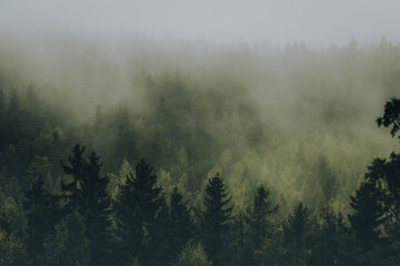 Trees © AngelaGela26