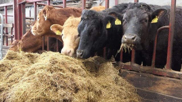 Red and Black Cows eating silage grass through a gate in a Cattle shed 