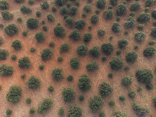 Aerial top view of olive trees in a field