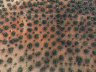Aerial top view of olive trees in a field