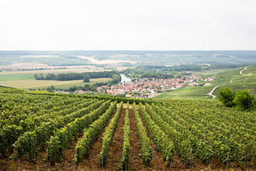 Champagne vineyards in the Reims region of France