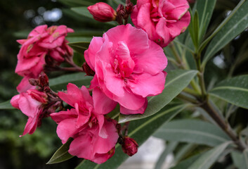 Laurier-rose
