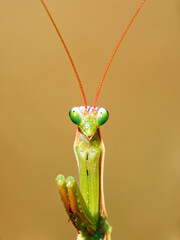 macro shot of praying mantis