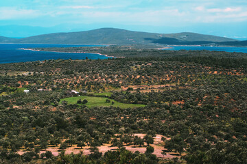 Landscape view of olive so many trees field