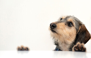 The mongrel dog looks with a smart look. On a white background.
