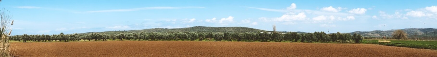 Panoramic view of Olive Farm.