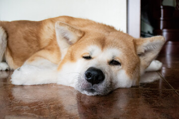 A large beautiful dog of the Akina Inu breed lies relaxed on the floor and squints at the camera