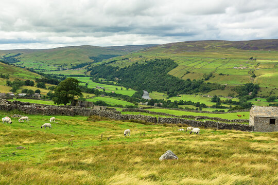 Swaledale in the Yorkshire Dales.  The high road leading from Askrigg to Gunnerside over grouse moorland with the River Swale, pastures, barns, livestock and drystone walling.  Copy space.  