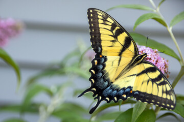 a yellow swallowtail butterfly on a flower