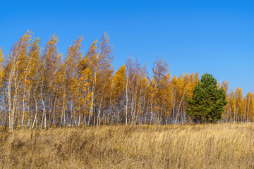 Fototapeta premium Green spruce against the background of an autumn yellow birch forest