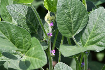 Purple Blooms on a Soybean Plant