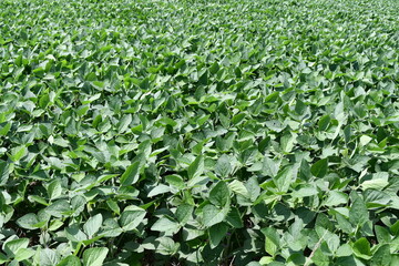 Soybean Field