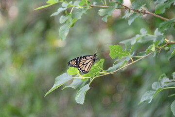 Monarch Butterfly