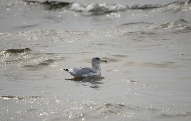 Herring Gull