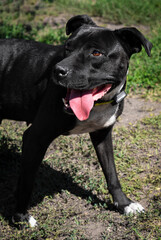 Photo of a beautiful black staff. Staffordshire Terrier.
Playful, funny dog.
Black and white kind staffordshire terrier.